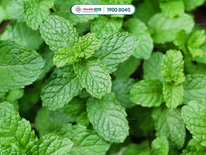 Dùng lá bạc hà để hỗ trợ làm dịu cơn đau răng