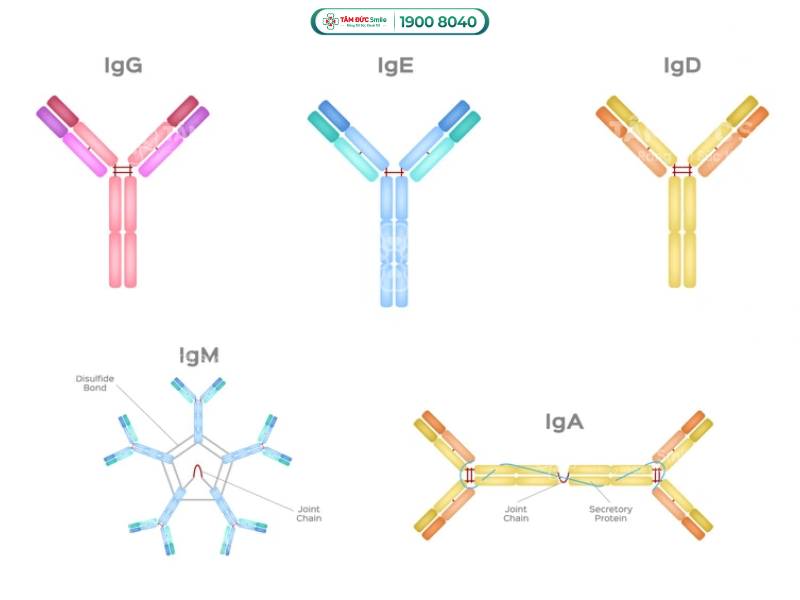kháng thể là gì? kháng thể bất thường và kháng thể tự miễn