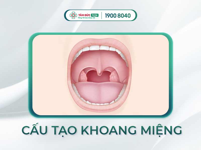 KHOANG MIỆNG: CẤU TẠO VÀ CÁC BỘ PHẬN QUAN TRỌNG