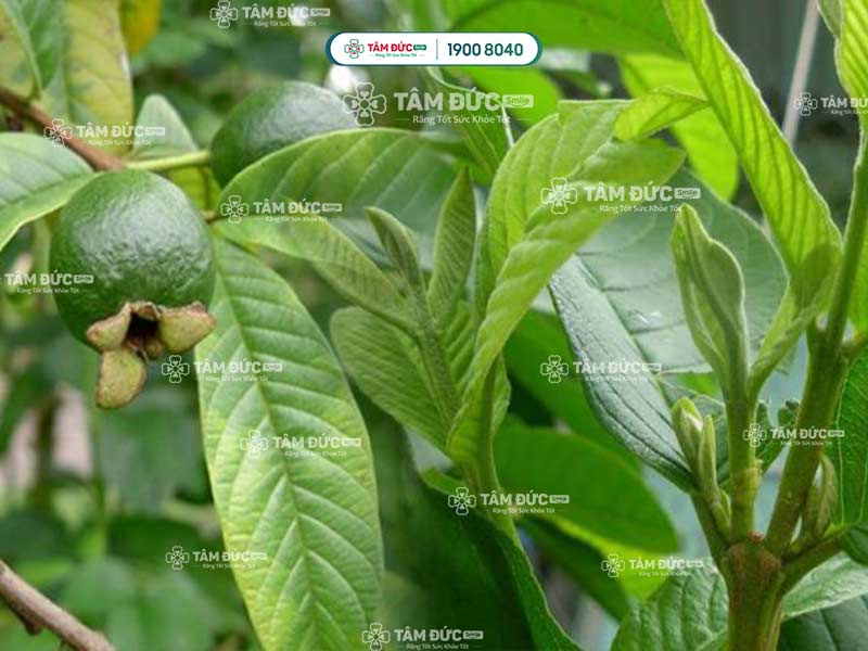 mẹo giảm đau nhức răng bằng lá ổi