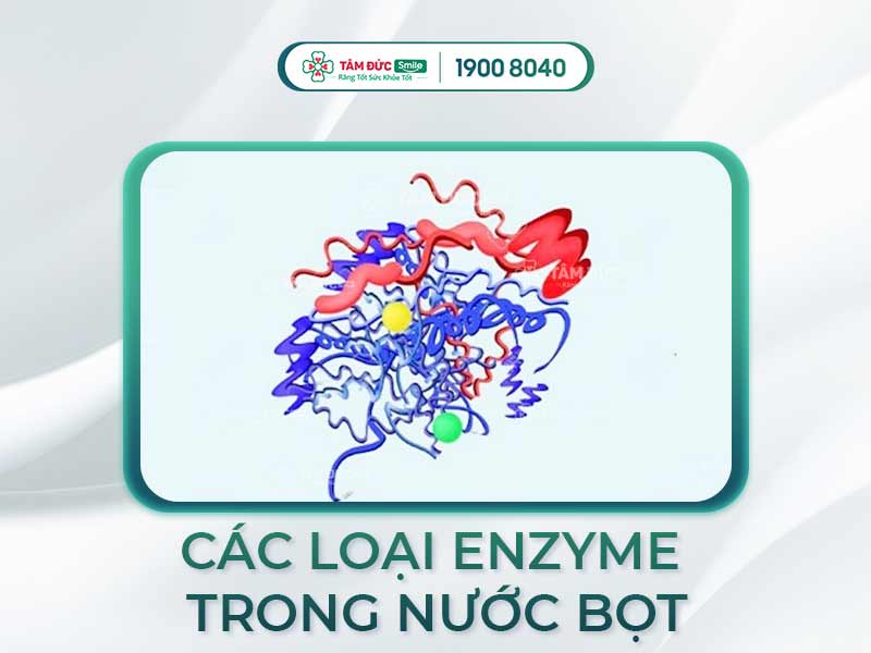 NƯỚC BỌT CÓ ENZYME GÌ? VAI TRÒ CỦA NƯỚC BỌT