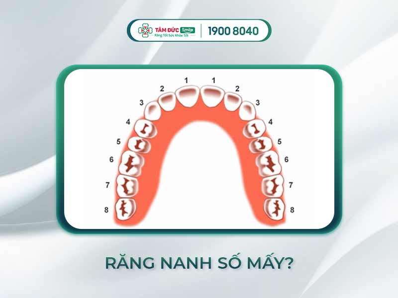 RĂNG NANH LÀ RĂNG SỐ MẤY? NHỮNG ĐIỀU CẦN BIẾT VỀ RĂNG NANH